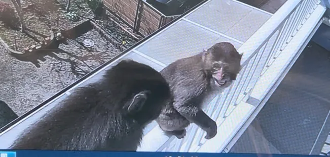 Monkey